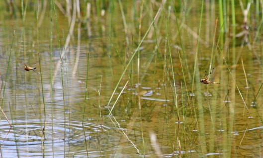190523 four-spotted chaser (1)