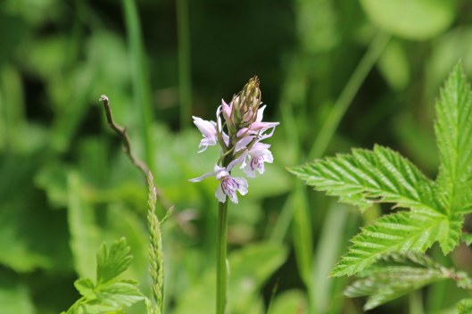 190525 common spotted cosmeston