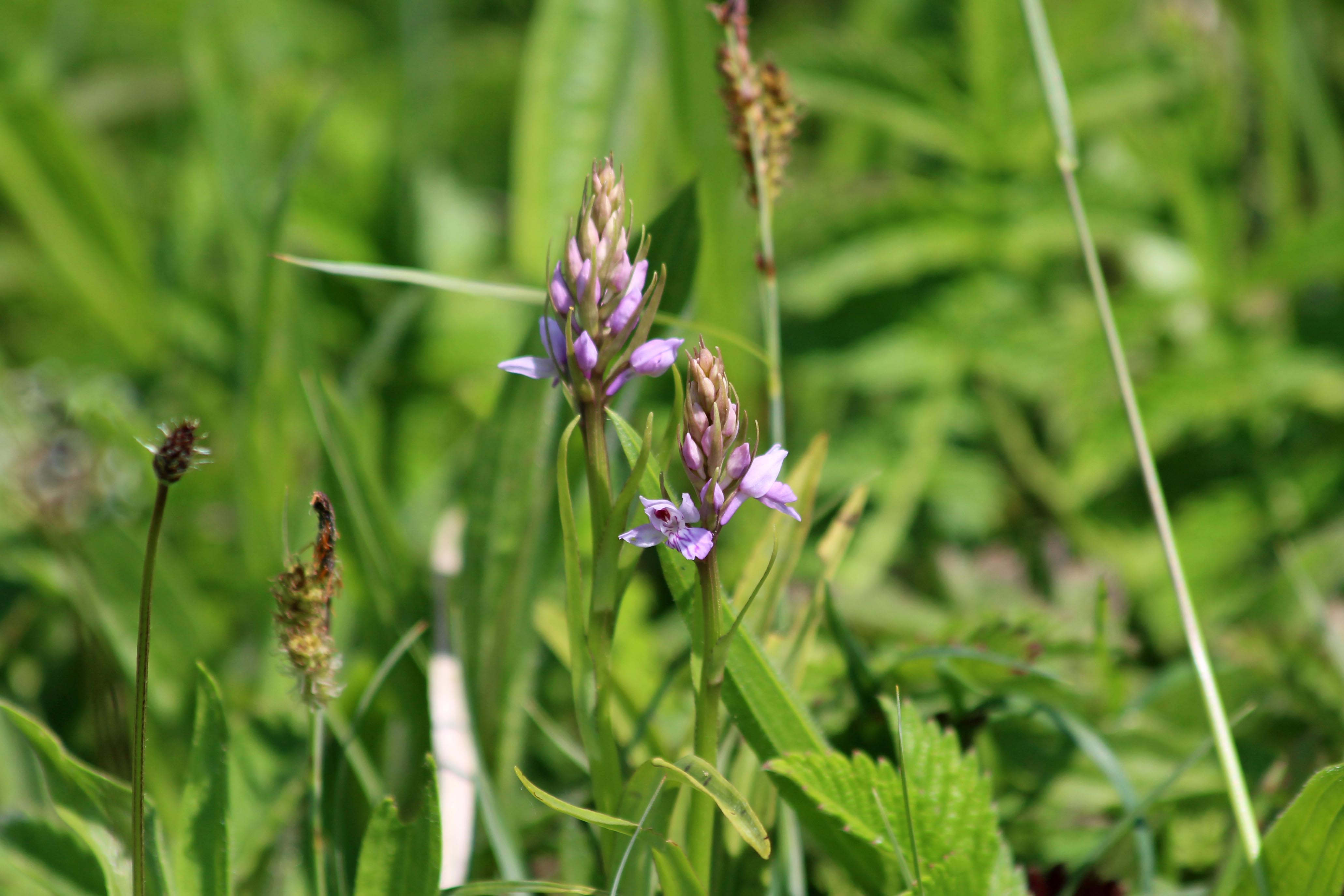 190525 common spotted lavernock