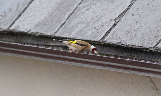190529 goldfinch (1)