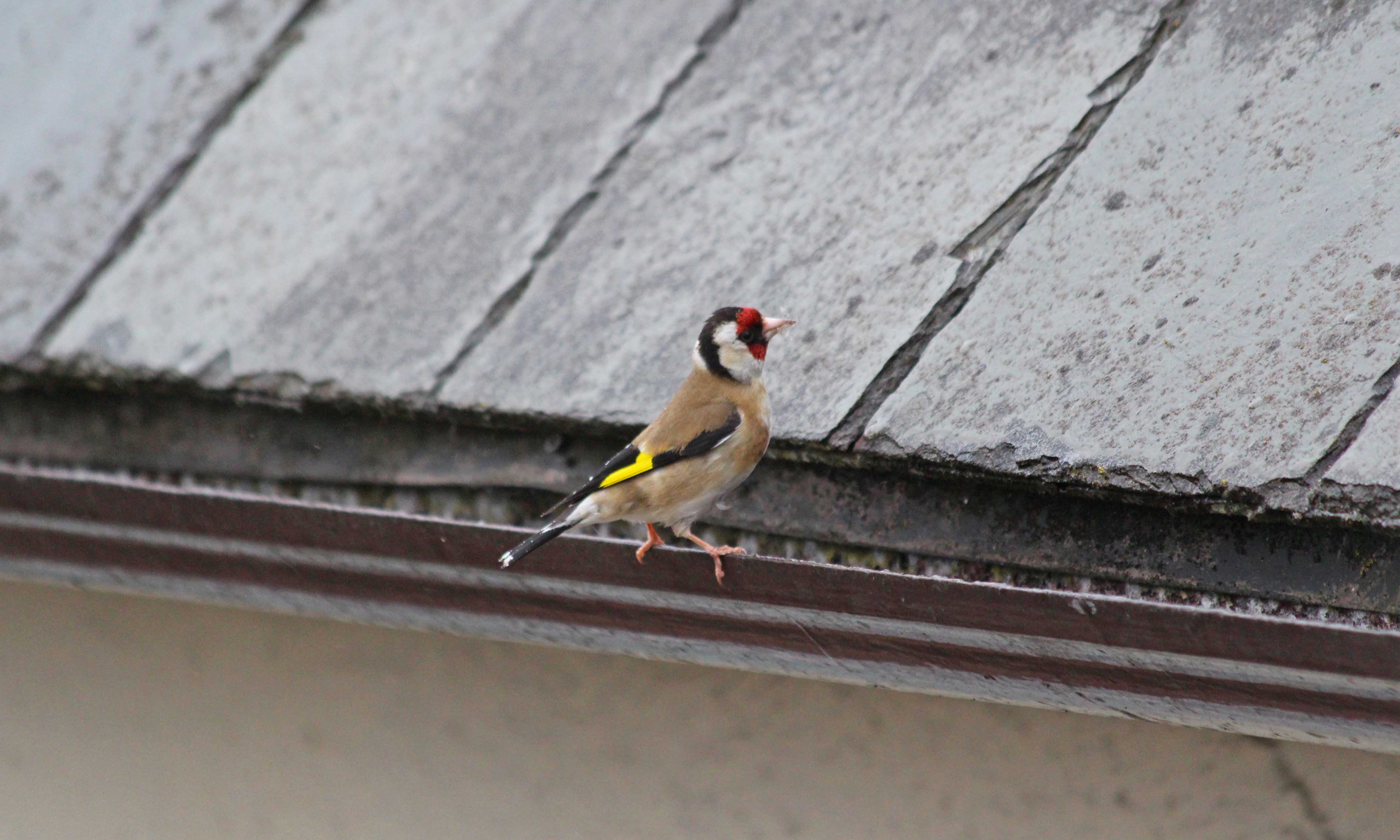 190529 goldfinch (2)