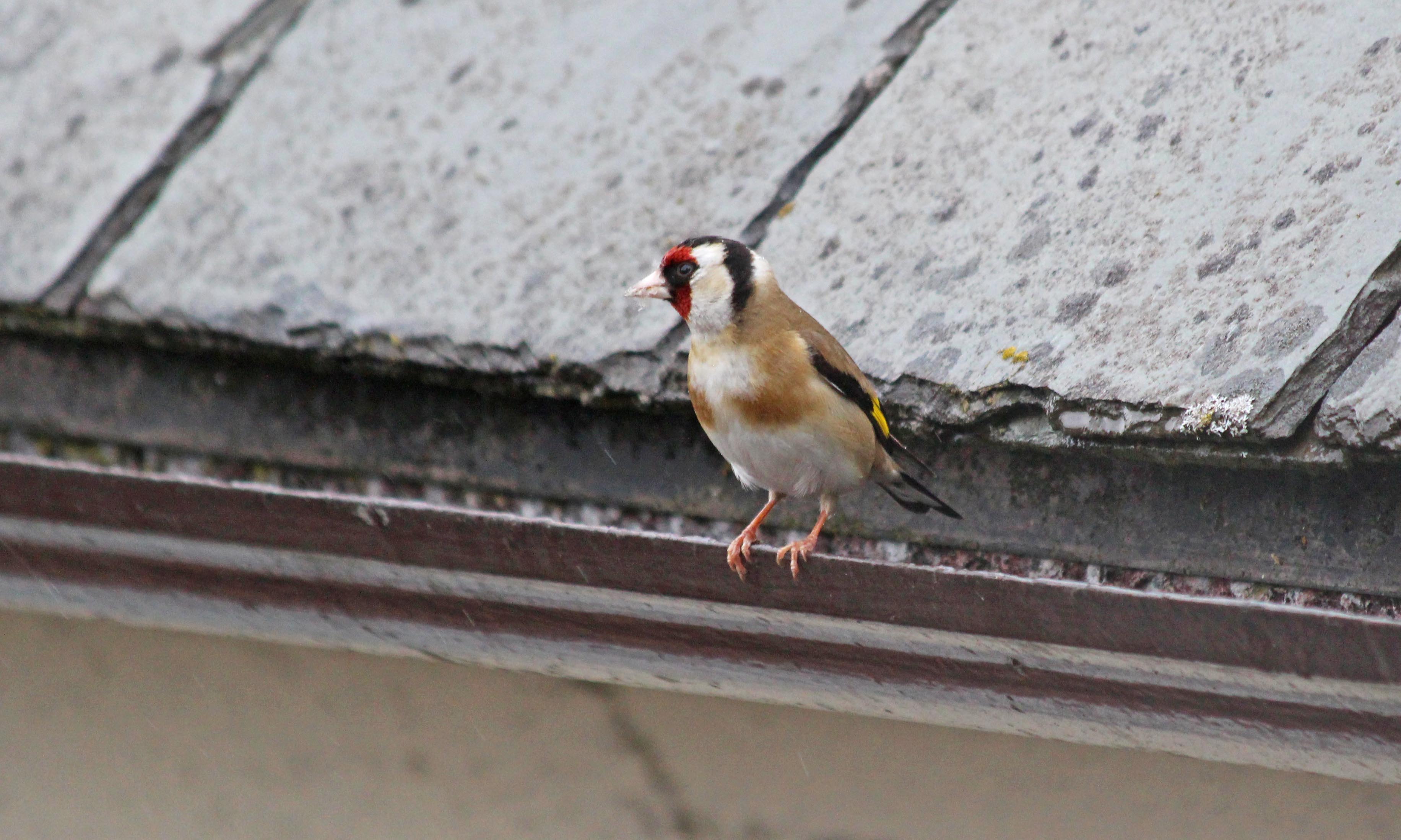 190529 goldfinch (3)
