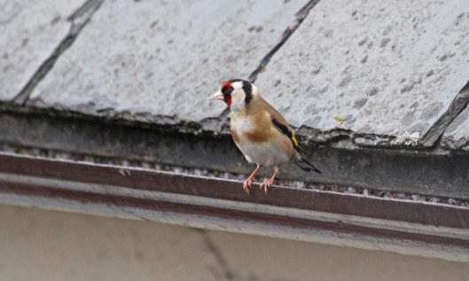 190529 goldfinch (3)