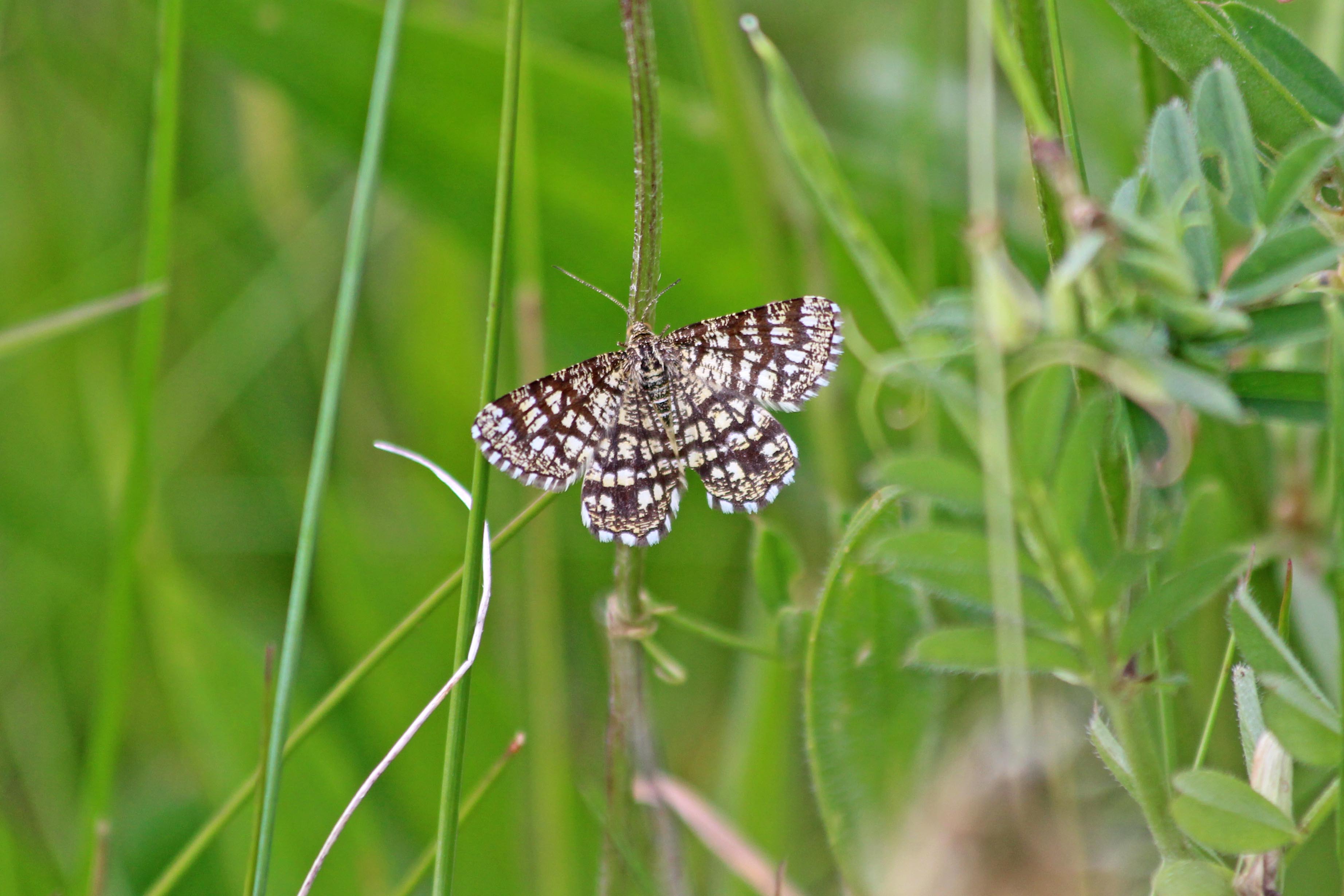 190531 latticed heath