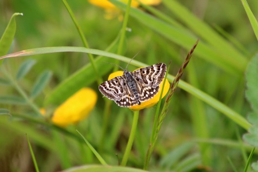 190531 mother shipton (1)