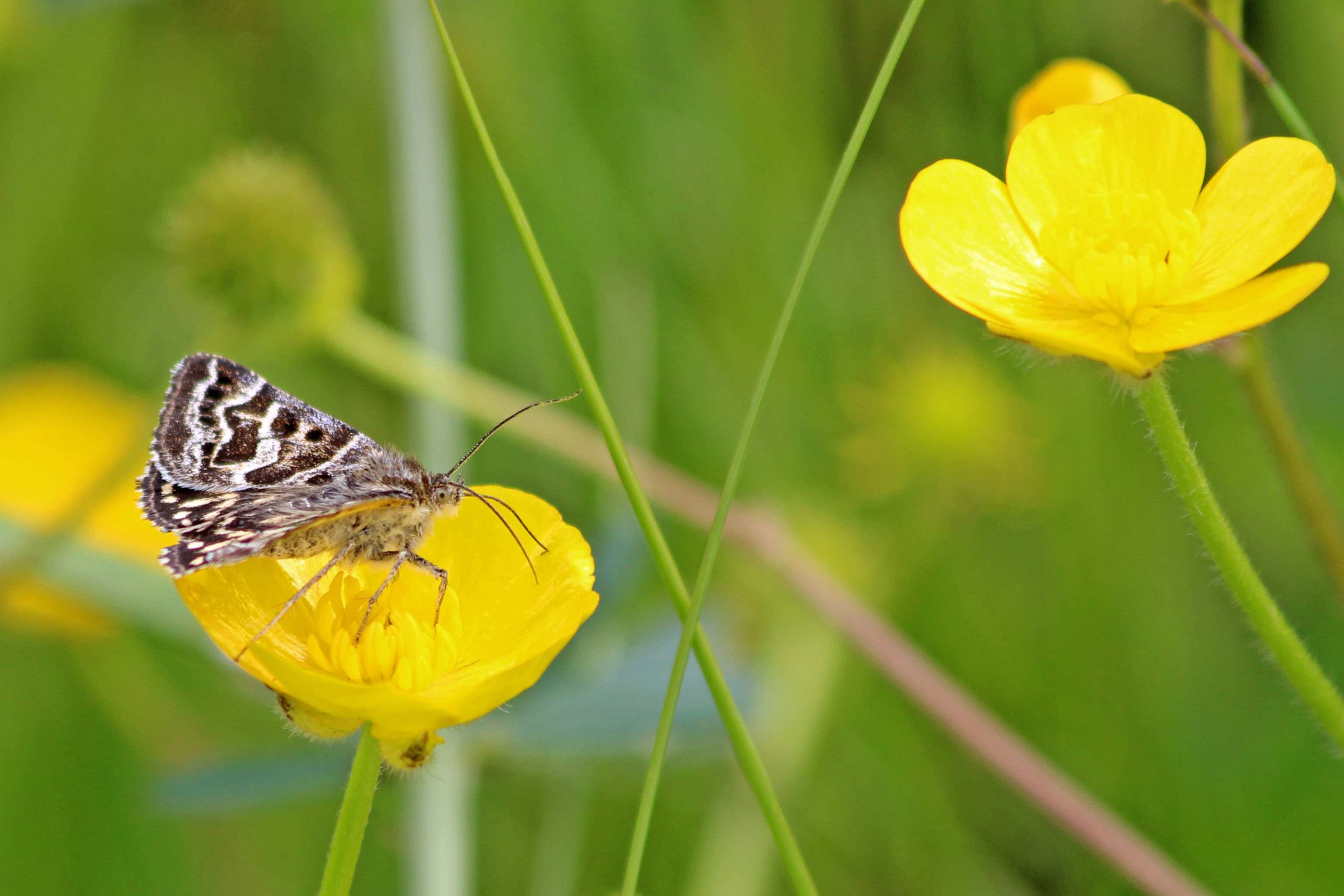 190531 mother shipton (2)