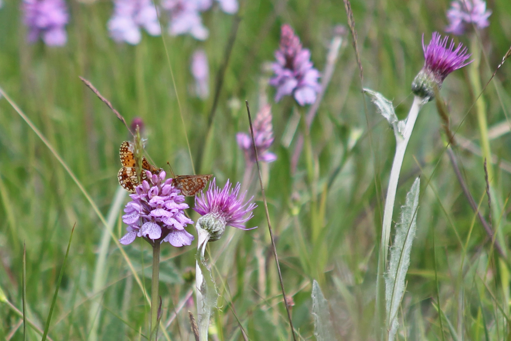 190603 apb and marsh fritillaries