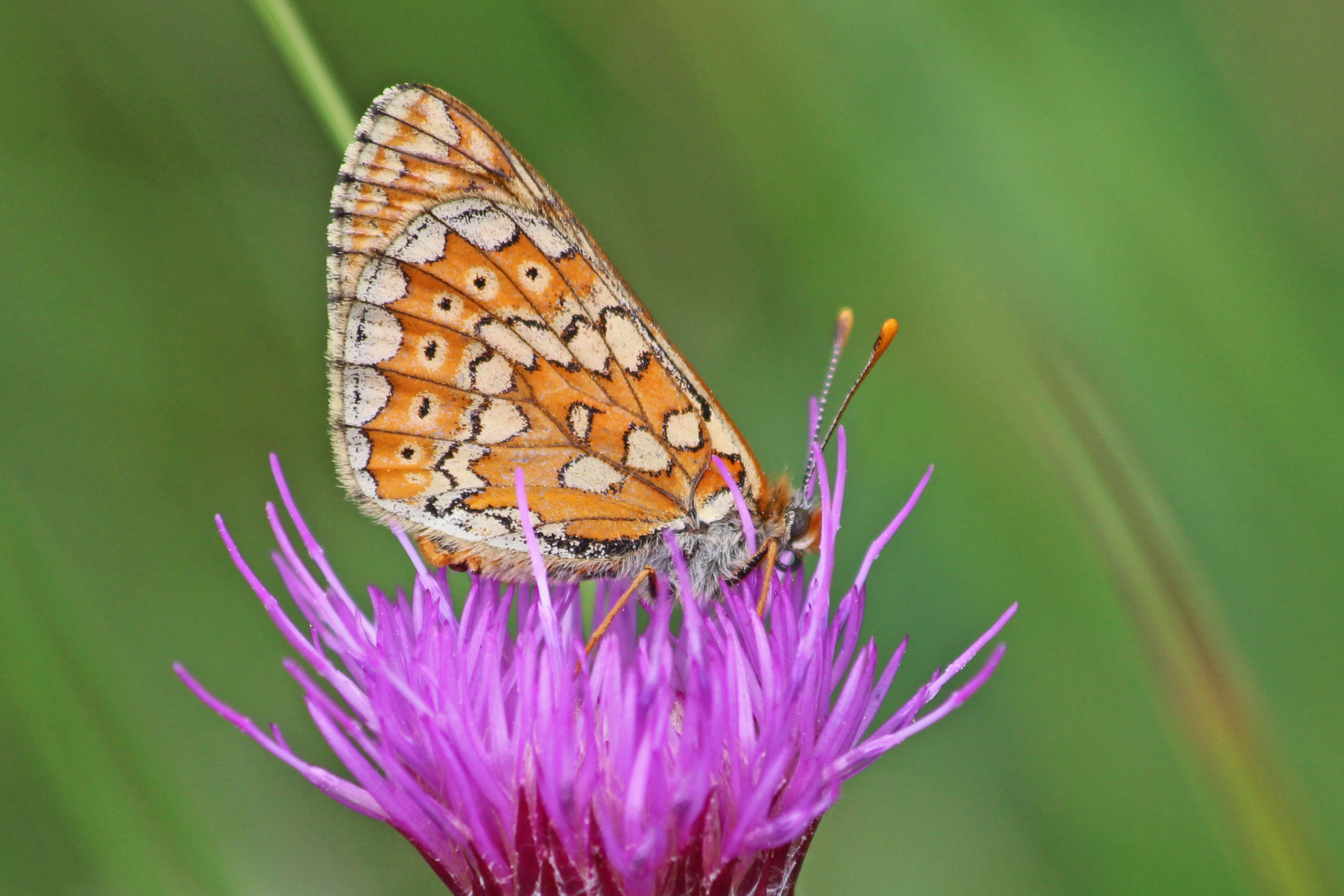 190603 marsh fritillary (1)