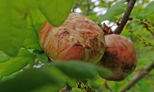 190604 oak apples (1)