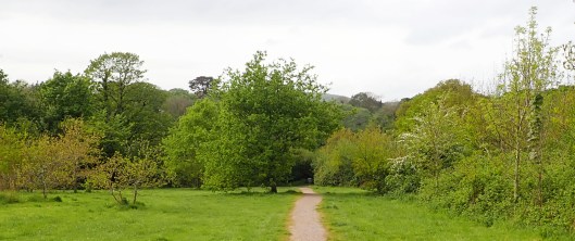 190604 oak apples (4)