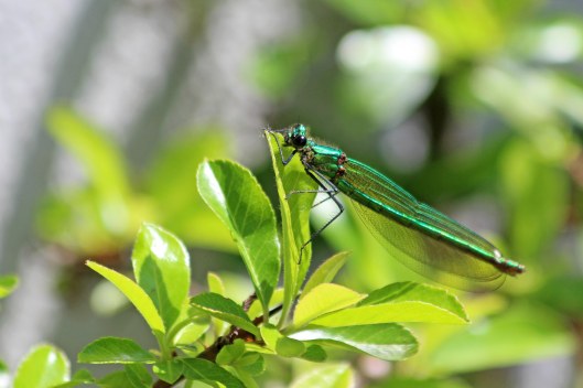 190606 Banded demoiselle (1)