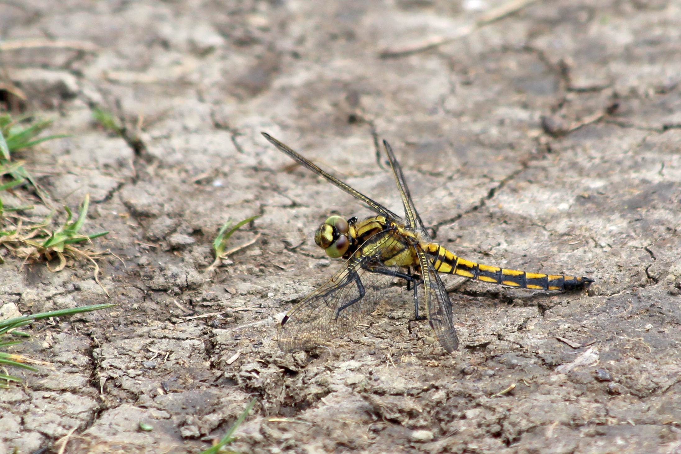 190609 Black-tailed skimmer