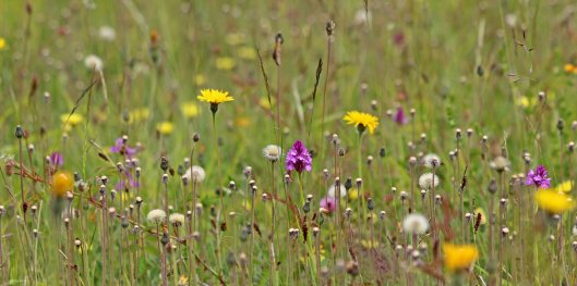190609 Cosmeston wildflowers