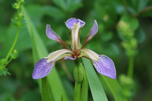 190613 stinking iris (1)