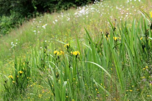 190613 yellow iris (2)