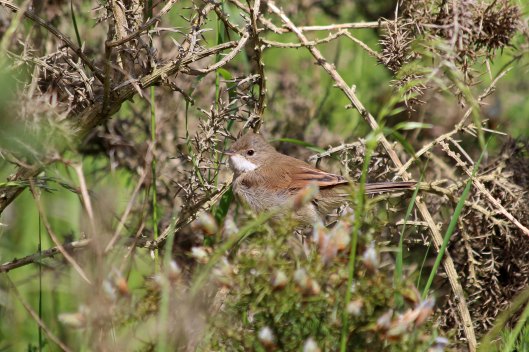 190615 whitethroat fledgling (1)
