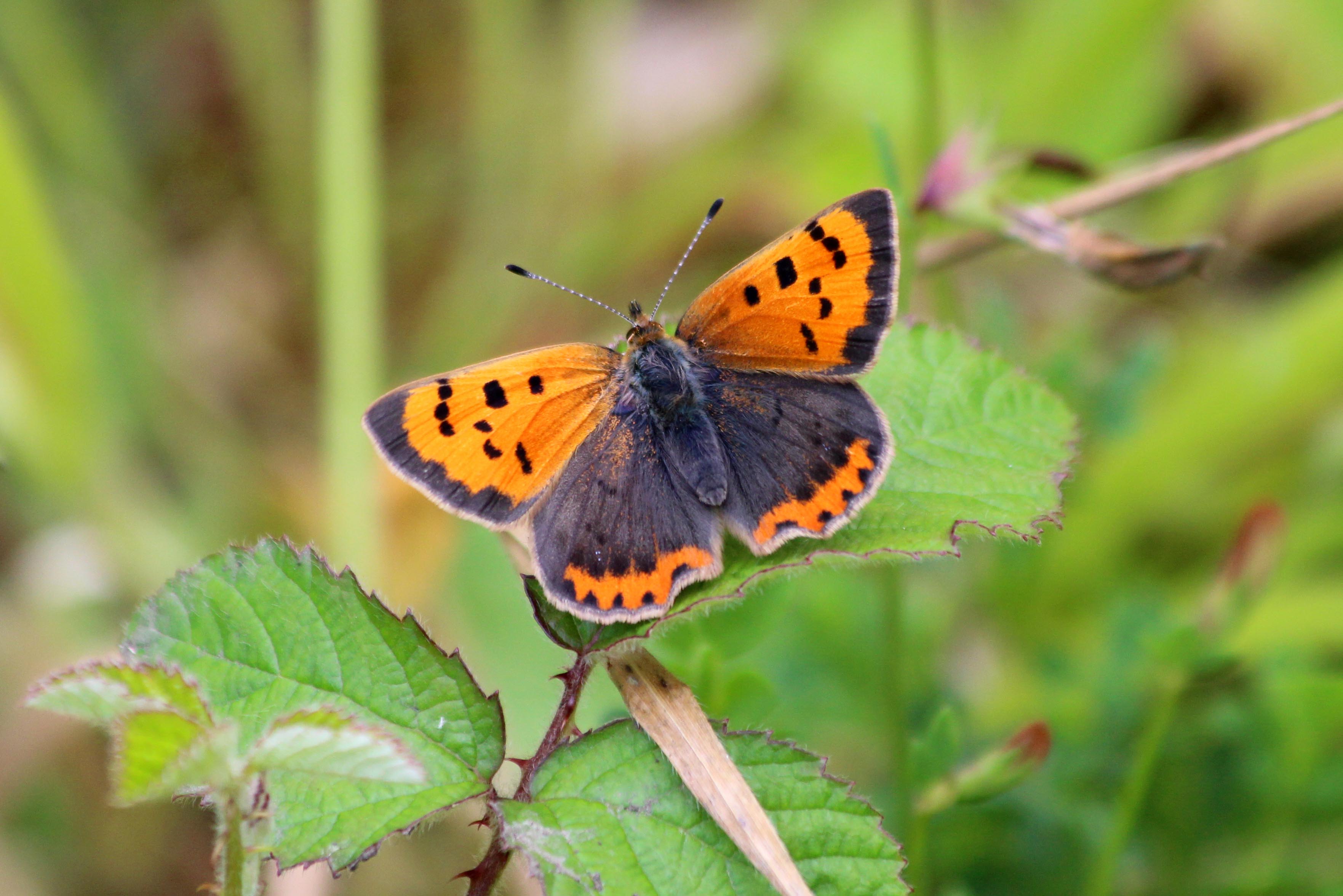 190617 small copper