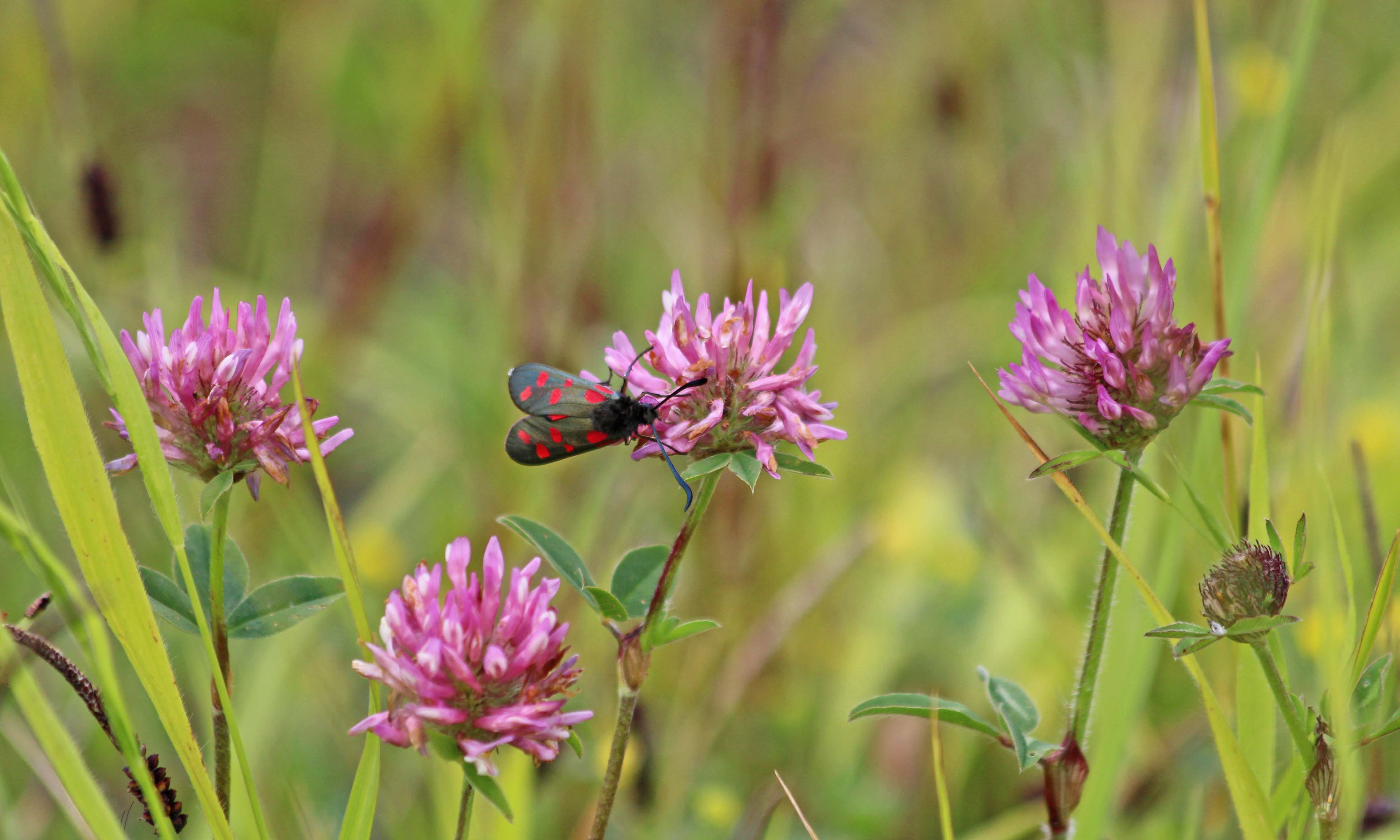 190618 six-spot burnet (1)