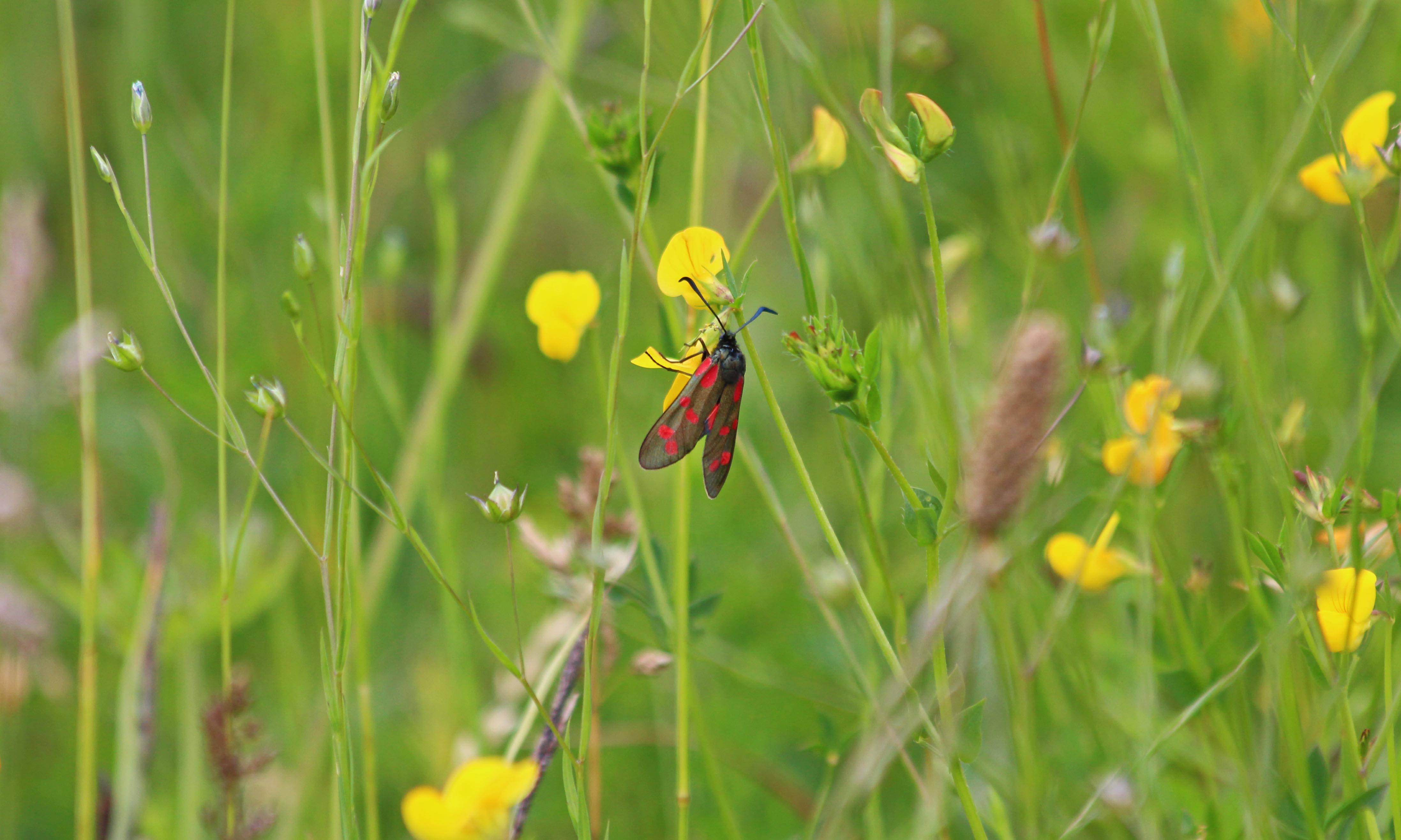 190618 six-spot burnet (2)