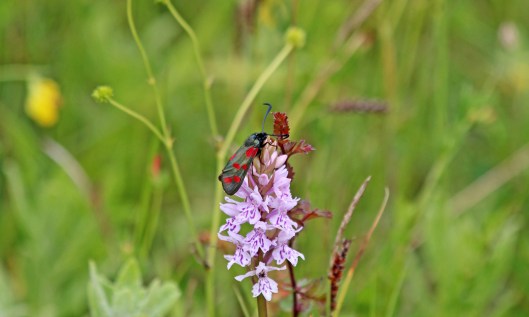 190618 six-spot burnet (3)