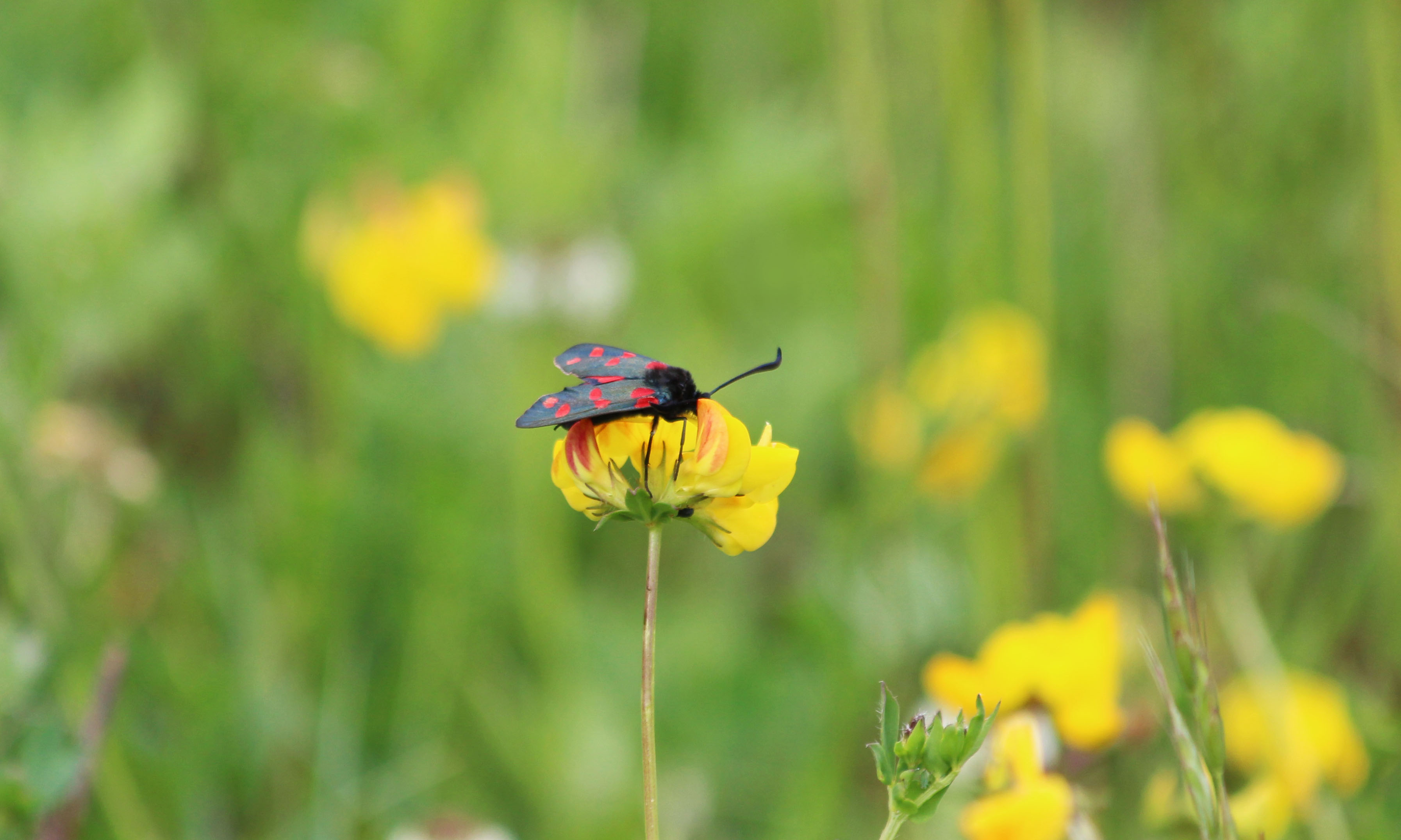 190618 six-spot burnet (4)