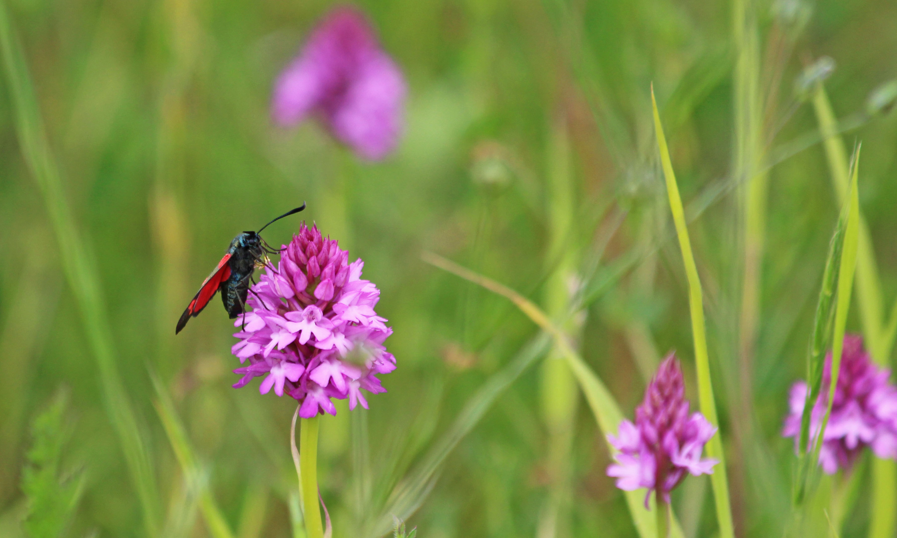 190618 six-spot burnet (5)