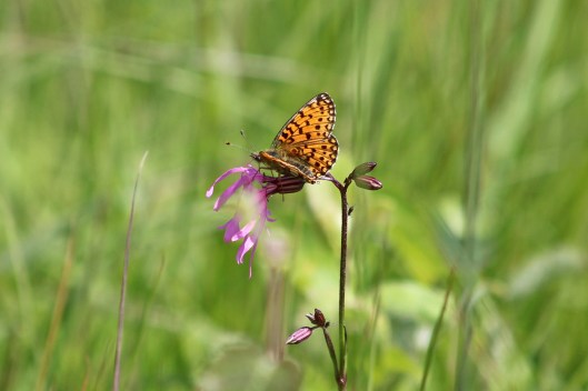 190621 small pearl-bordered fritillary (2)