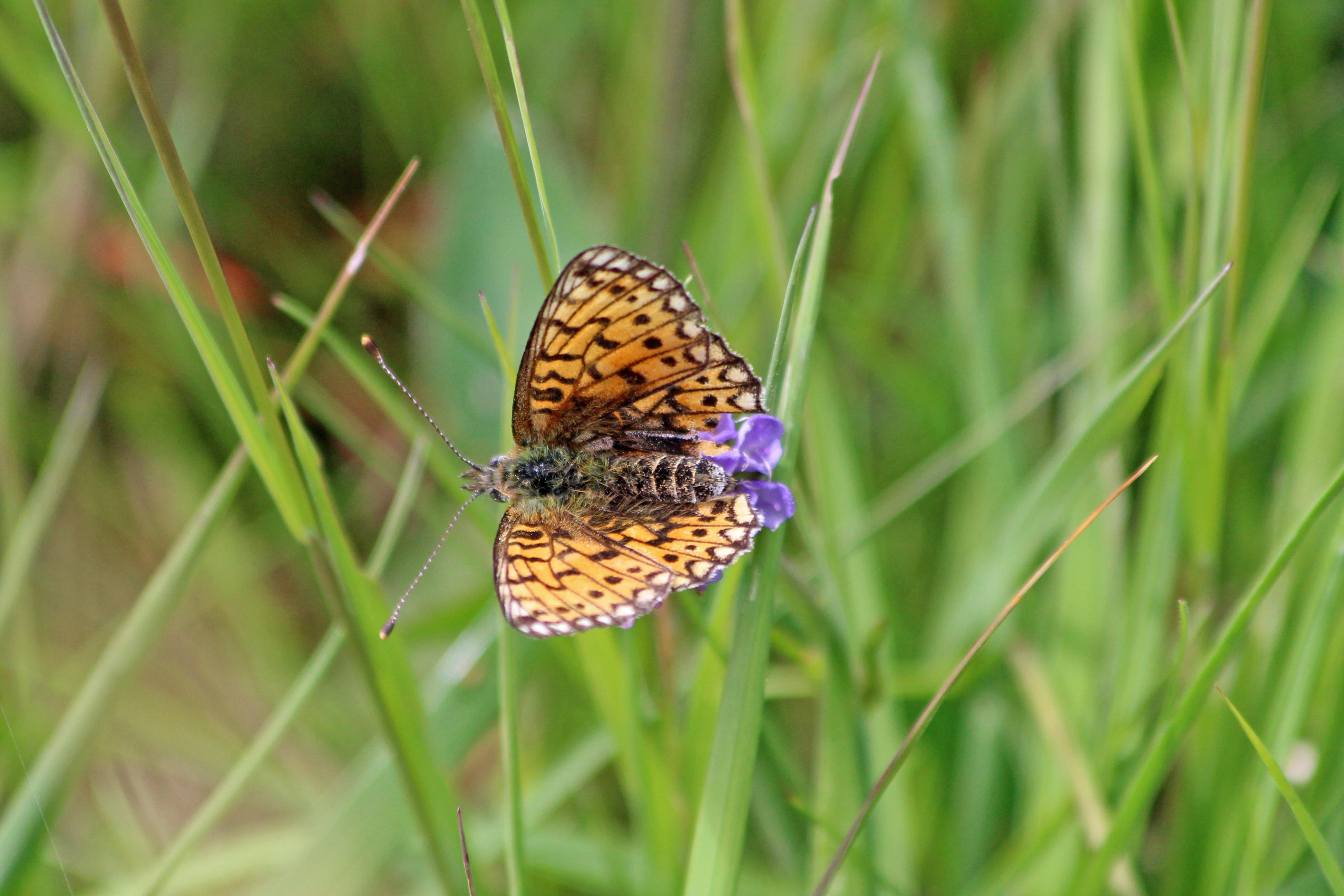 190621 small pearl-bordered fritillary (4)