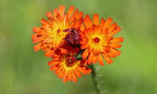 190622 orange hawkweed (2)