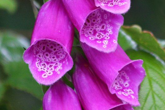 190623 foxgloves (1)