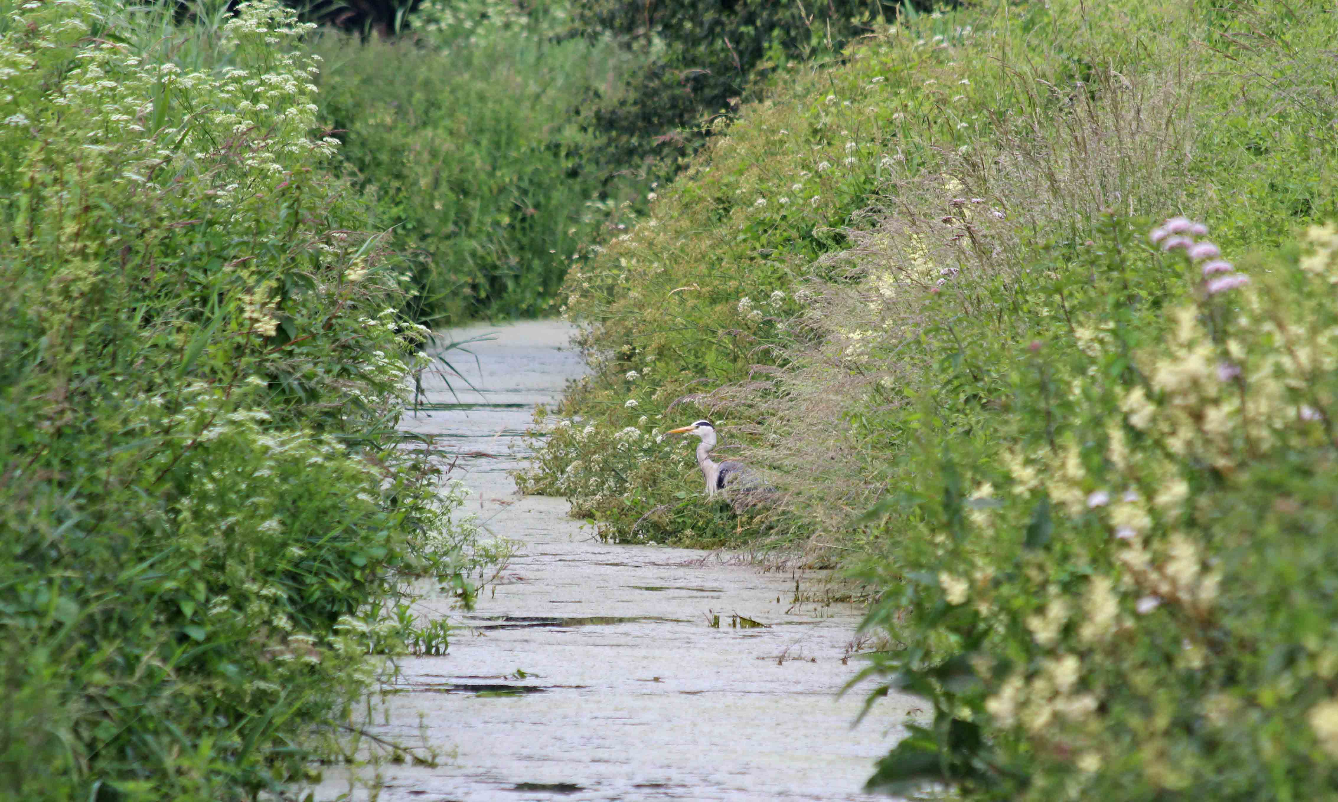 190624 heron in a reen