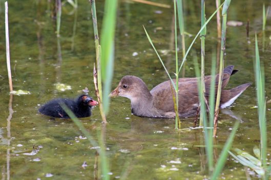 190625 moorhen family (1)