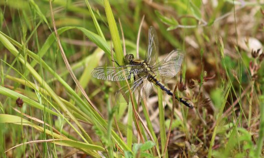 190626 black-tailed skimmers (1)
