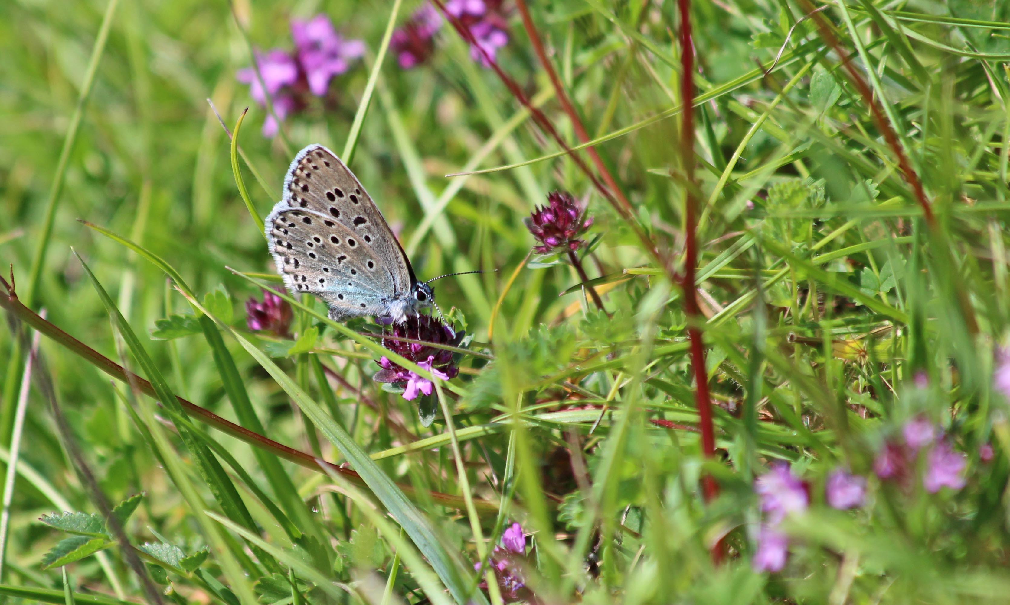 190629 large blue (2)