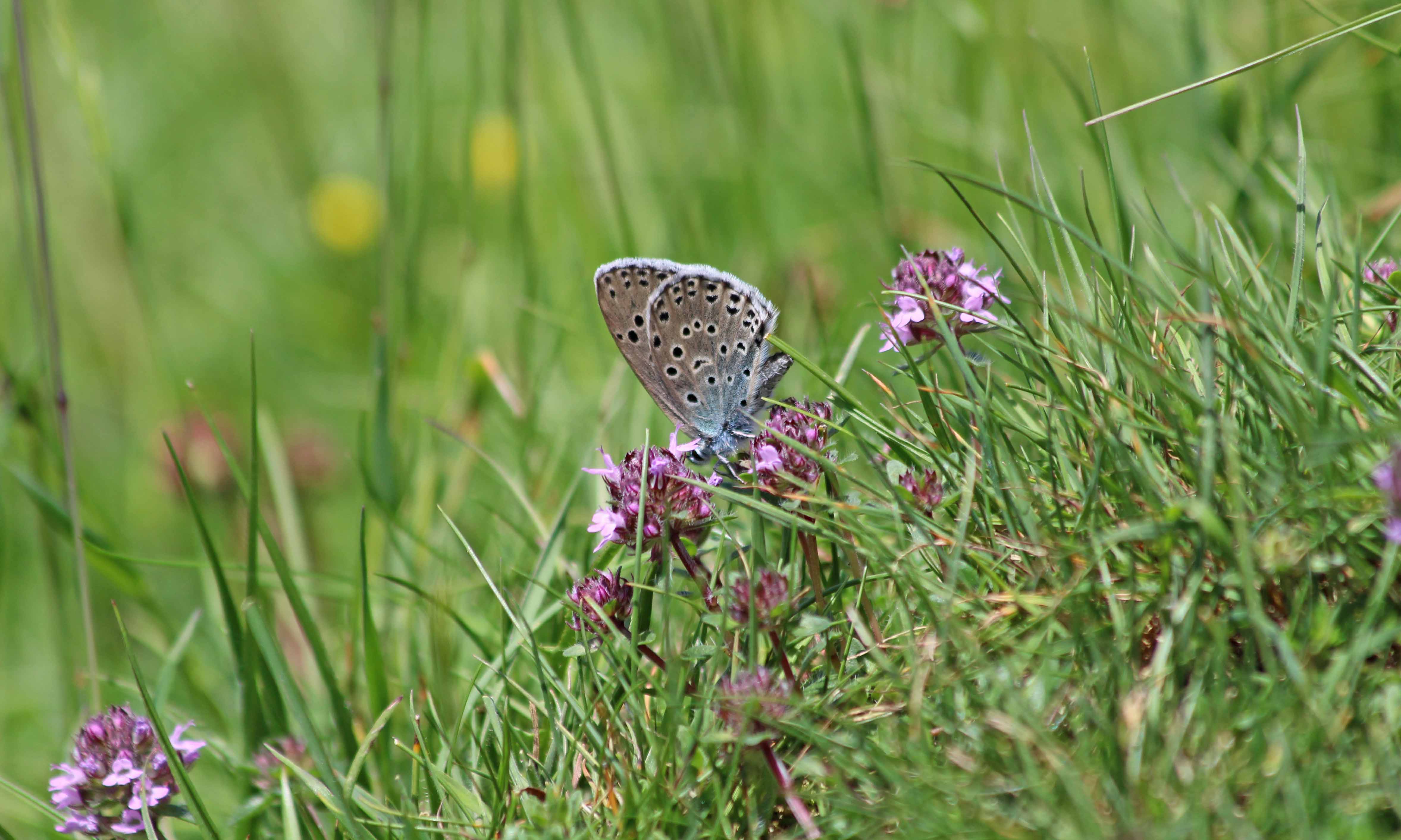 190629 large blue (3)