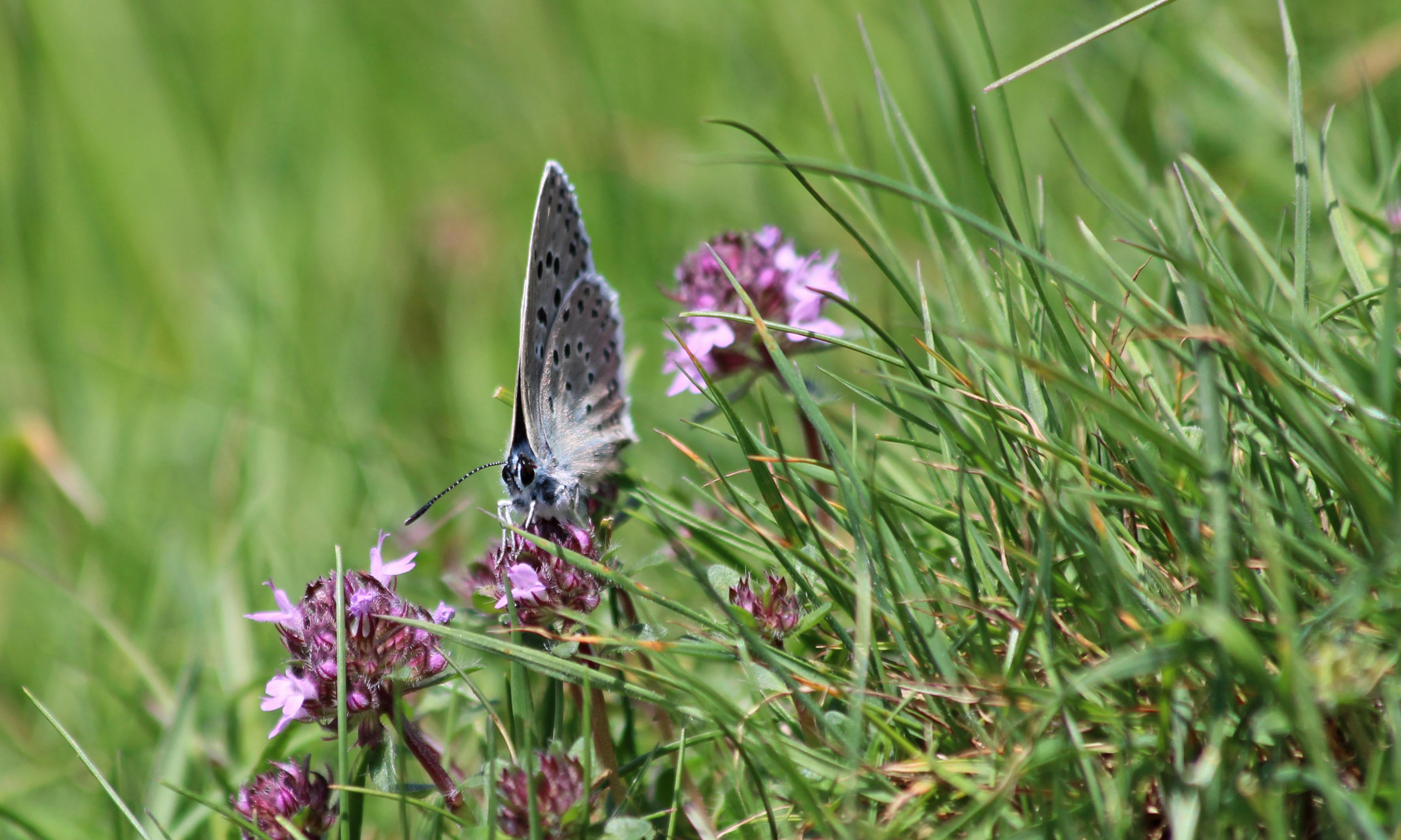 190629 large blue (4)