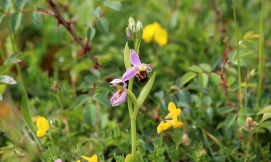 190702 bee orchid (1)