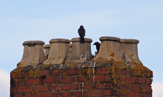 190703 jackdaws