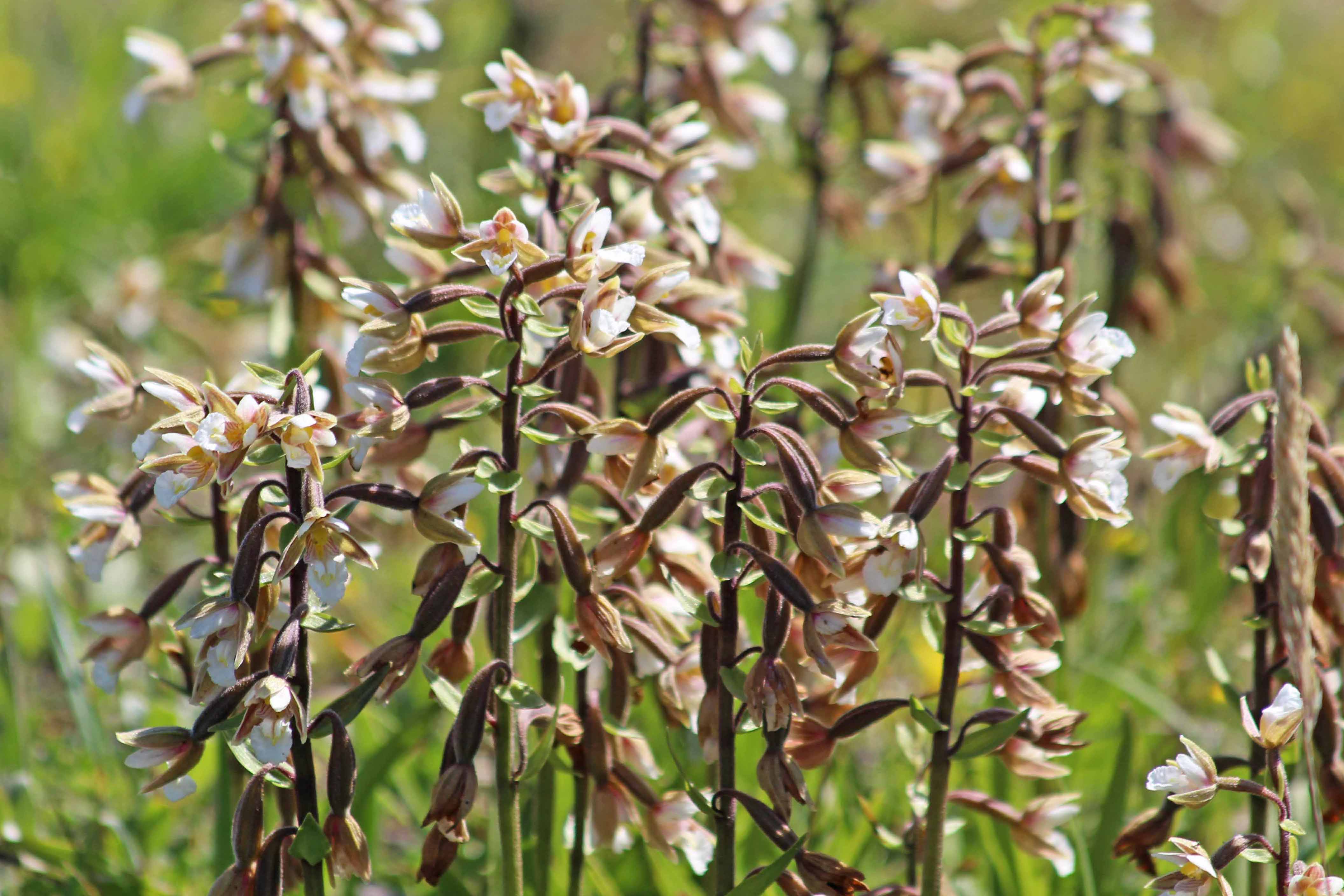 190704 marsh helleborines (2)