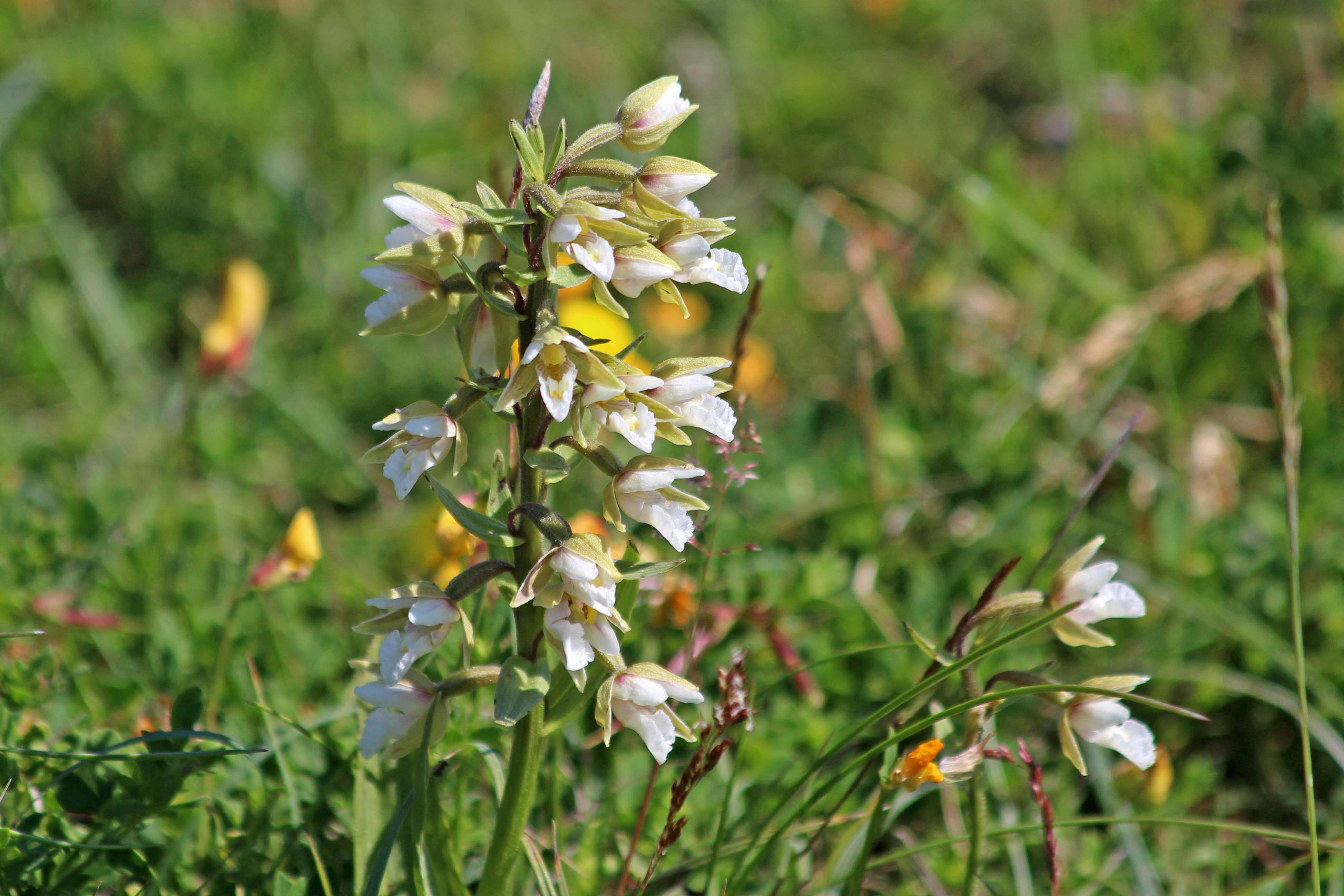 190704 marsh helleborines (3)