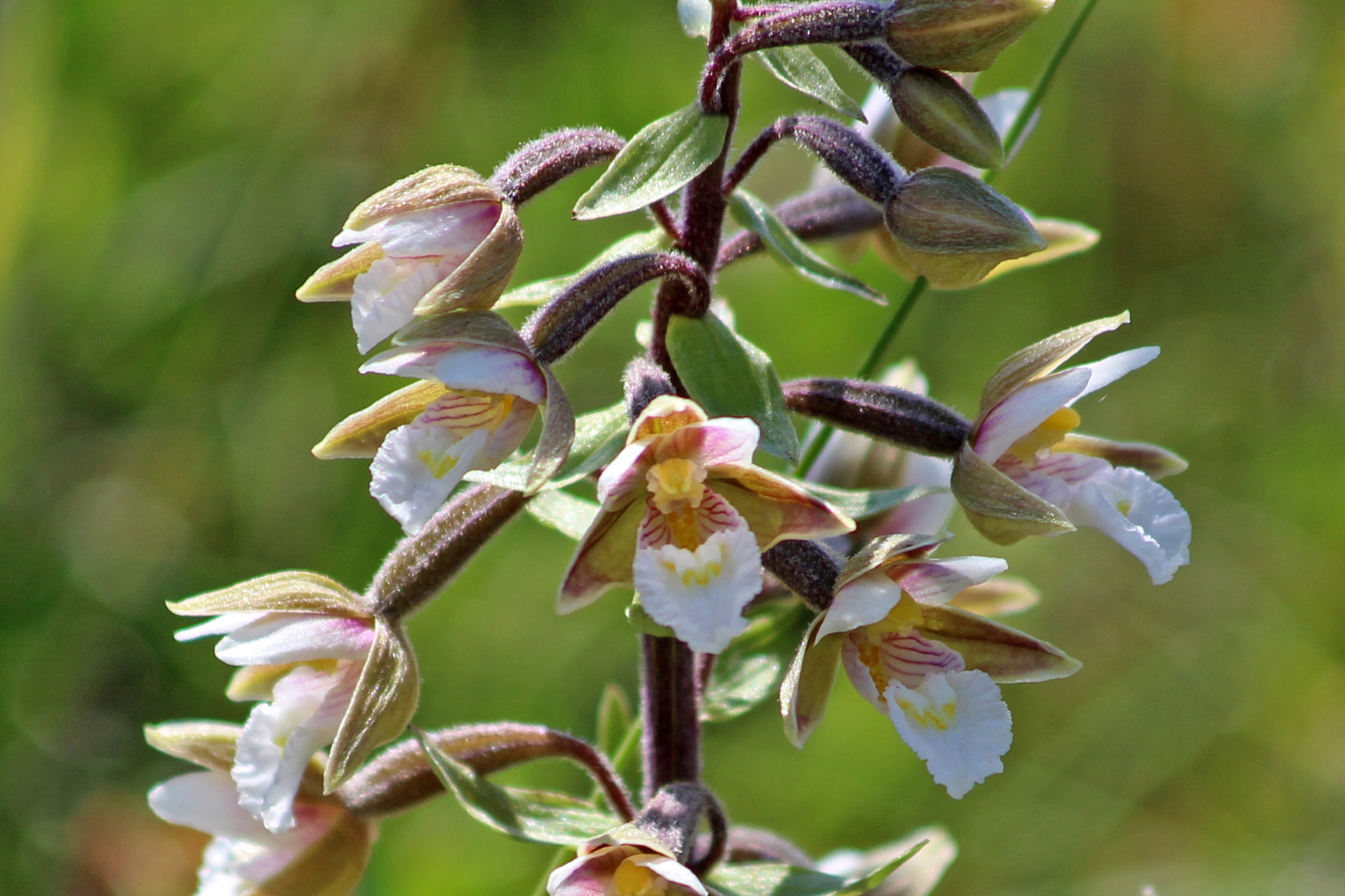 190704 marsh helleborines (4)