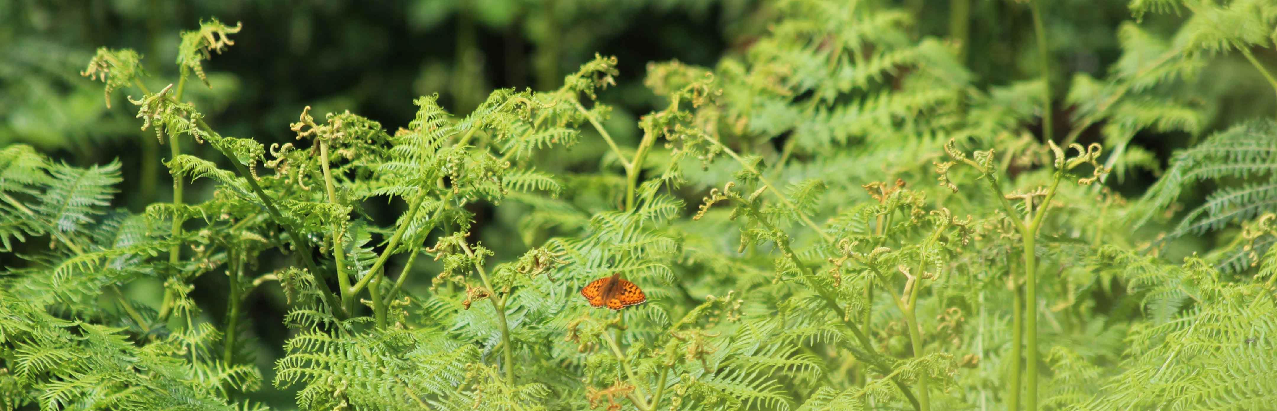 190706 High brown fritillary (1)