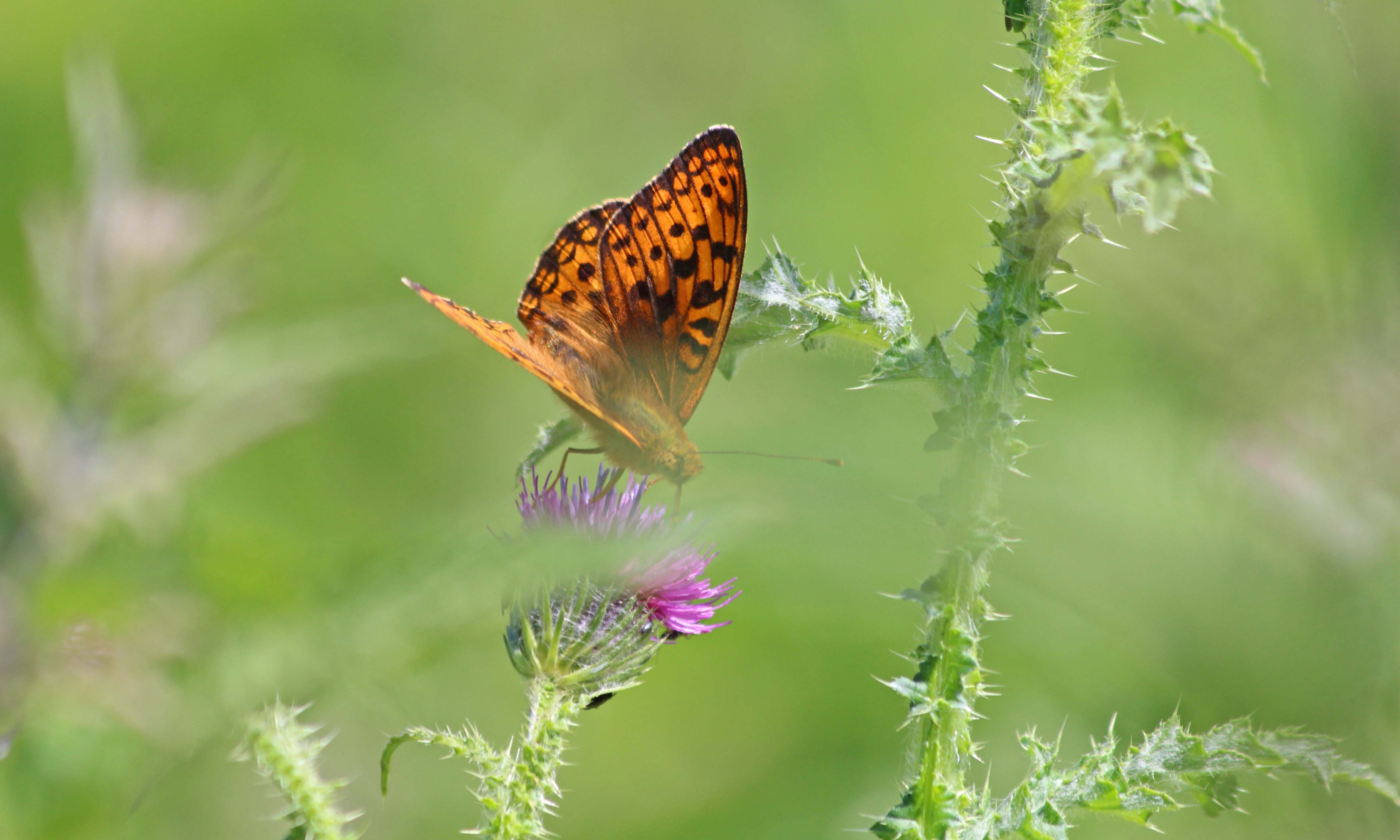 190706 High brown fritillary (2)