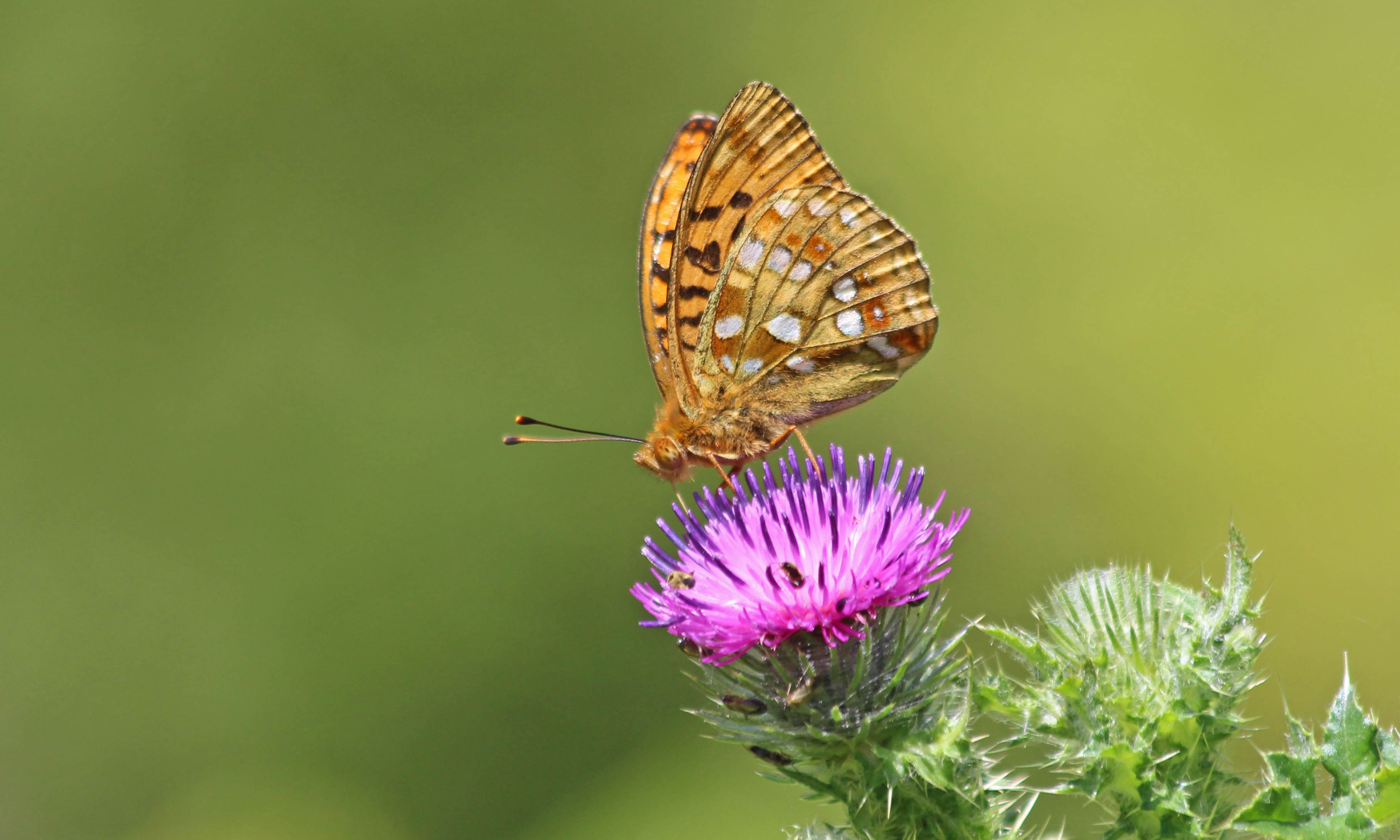 190706 High brown fritillary (4)