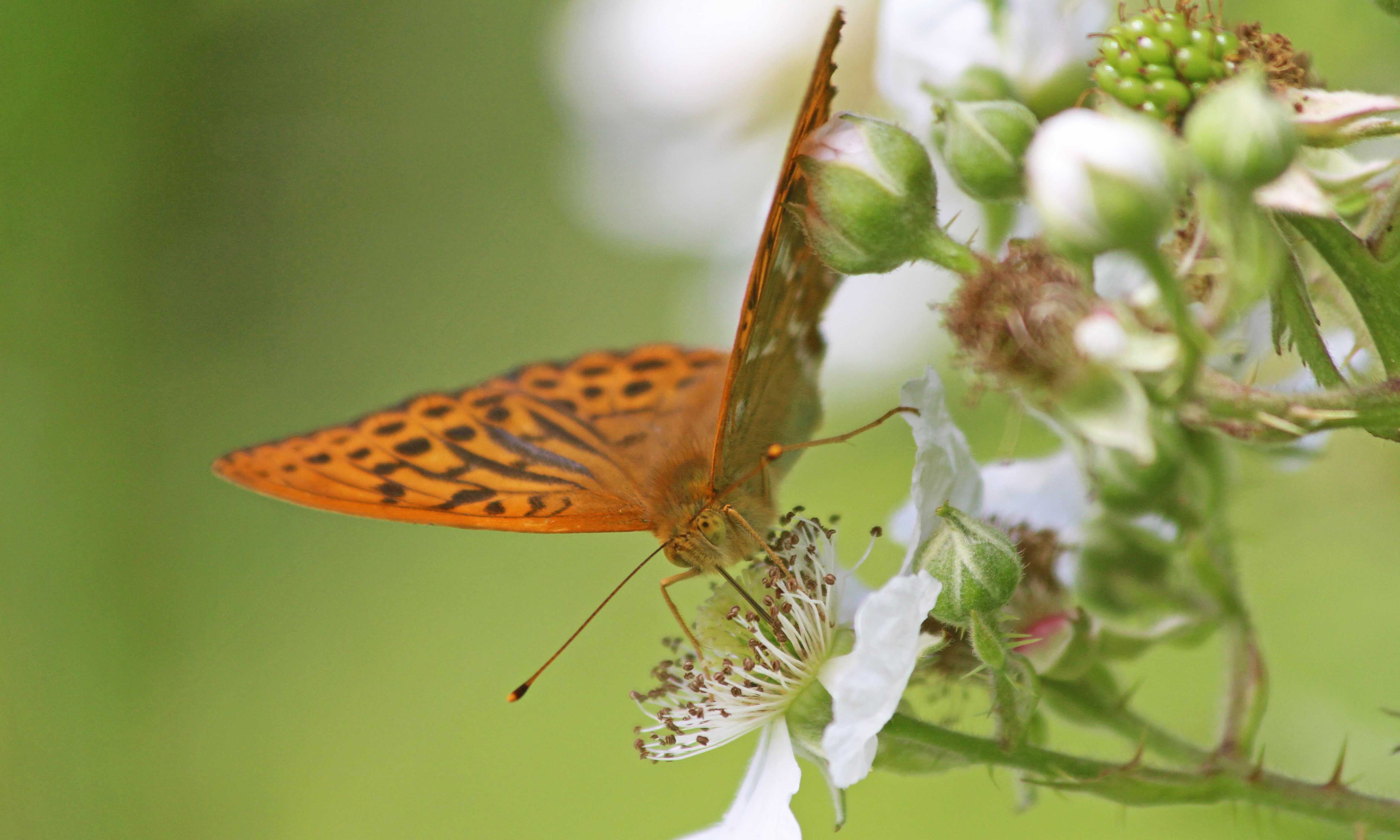 190707 silver-washed fritillary (1)