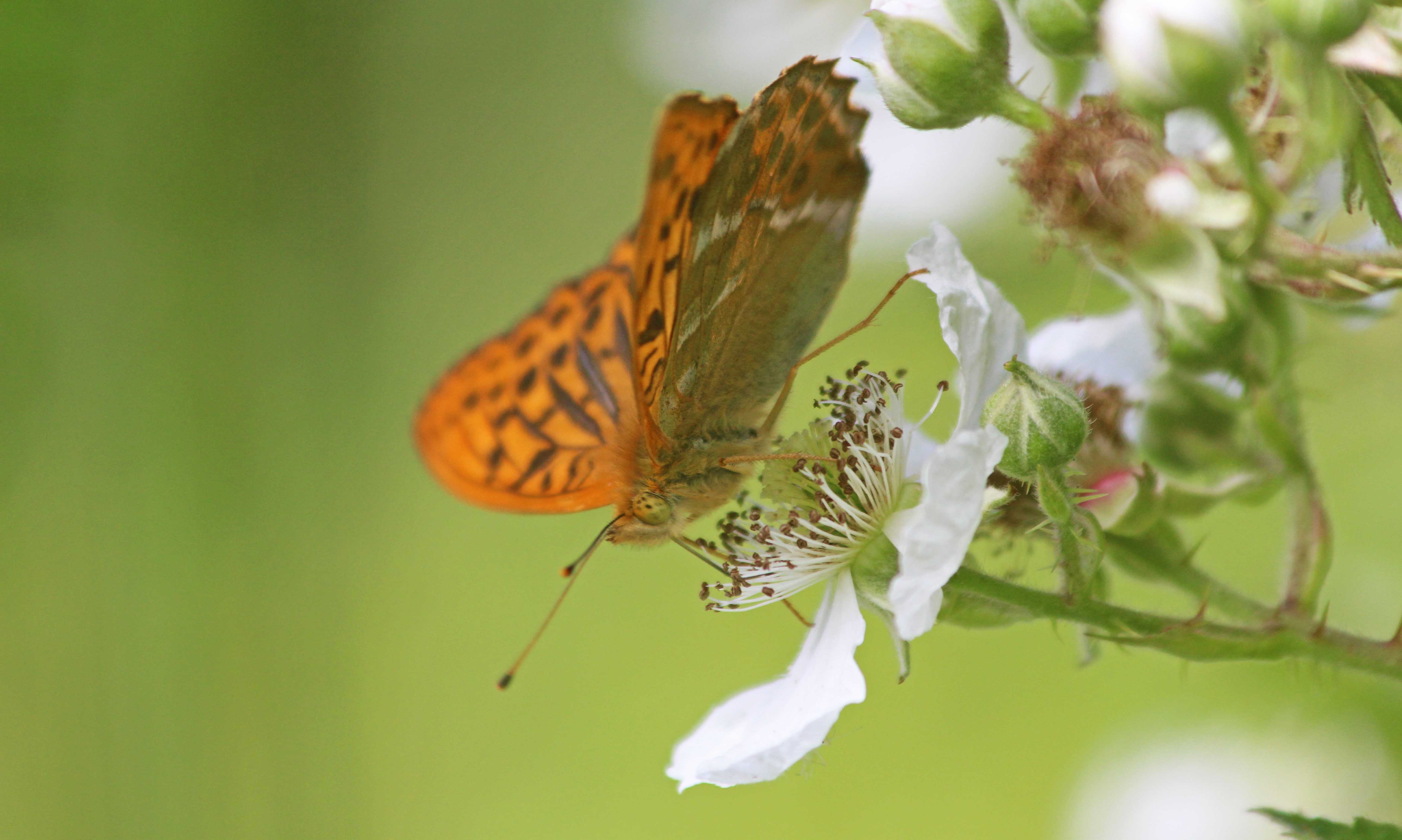 190707 silver-washed fritillary (2)
