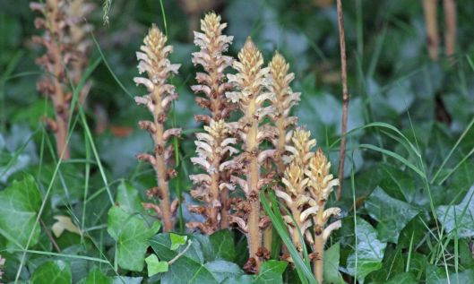 190709 ivy broomrape (1)