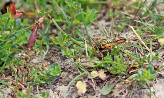 190710 six-belted clearwing (3)