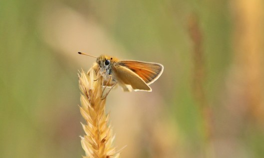 190711 essex skipper (3)