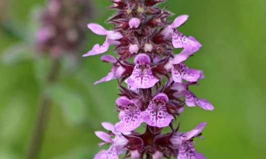 190714 1 marsh woundwort